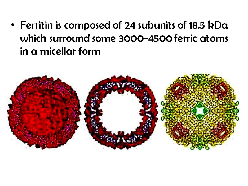 Ferritin is composed of 24 subunits of 18,5 kDa which surround some 3000-4500 ferric